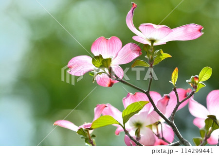 爽やかな初夏に咲くハナミズキと新緑 114299441