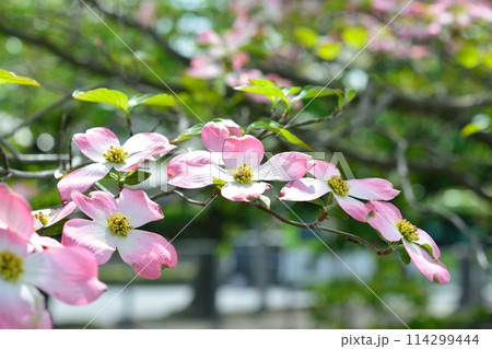 爽やかな初夏に咲くハナミズキと新緑 114299444