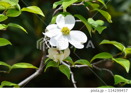爽やかな初夏に咲くハナミズキと新緑 爽やかな初夏に咲くハナミズキと新緑 114299457