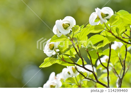 爽やかな初夏に咲くハナミズキと新緑 爽やかな初夏に咲くハナミズキと新緑 114299460