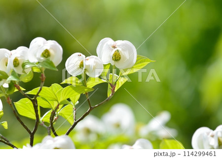 爽やかな初夏に咲くハナミズキと新緑 114299461