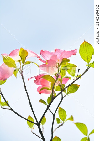 爽やかな初夏に咲くハナミズキと新緑 114299462