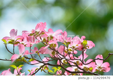 爽やかな初夏に咲くハナミズキと新緑 114299470