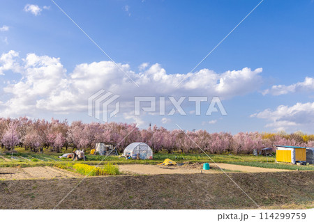 花木団地の風景 114299759