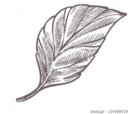 Leaf of plant, tree or bush, foliage monochrome 114300019