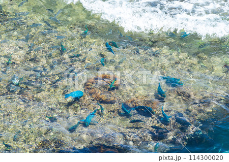 沖縄県　宮古島市　島　天国　夏休み　午前　雲　パナリ　岩礁　平安名埼灯台　サンゴ礁　東平安名崎　魚 114300020