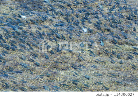 沖縄県　宮古島市　島　天国　夏休み　午前　雲　パナリ　岩礁　平安名埼灯台　サンゴ礁　東平安名崎　魚 114300027