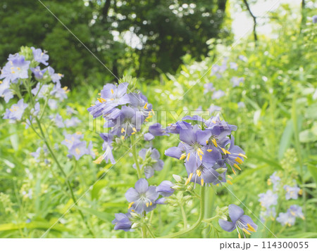 阿蘇にしか自生しない希少な花「ハナシノブ」 阿蘇にしか自生しない希少な花「ハナシノブ」 114300055