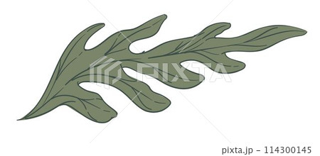 Spring leaf, branch of summer foliage and botany Spring leaf, branch of summer foliage and botany 114300145