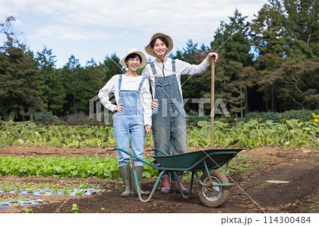畑で野菜を収穫する男女 114300484