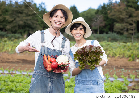 畑で野菜を収穫する男女 114300488