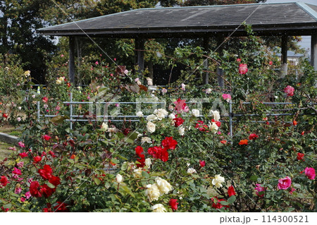 荒尾市 おもやい市民花壇 バラの花、 荒尾市 おもやい市民花壇 バラの花、 114300521