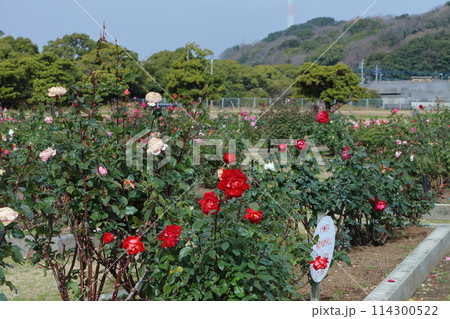 荒尾市　おもやい市民花壇　バラの花、 114300522