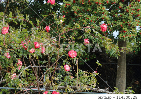 荒尾市　おもやい市民花壇　バラの花、 114300529