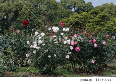 荒尾市　おもやい市民花壇　バラの花、 114300531