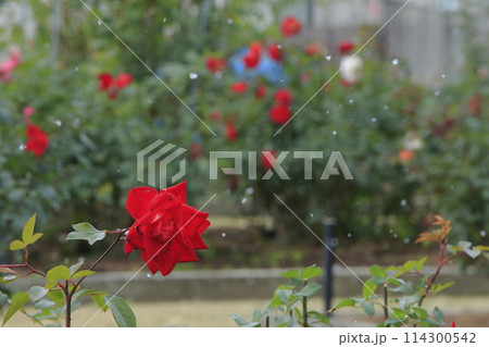 荒尾市 おもやい市民花壇 バラの花、 荒尾市 おもやい市民花壇 バラの花、 114300542