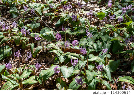 カタクリの花 114300614