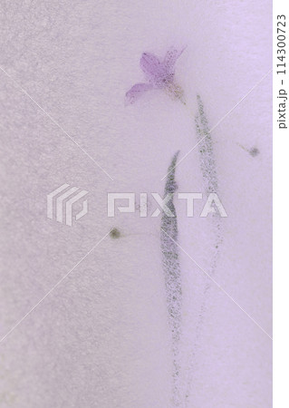 和紙とニワゼキショウのコラボ（背景素材） 114300723