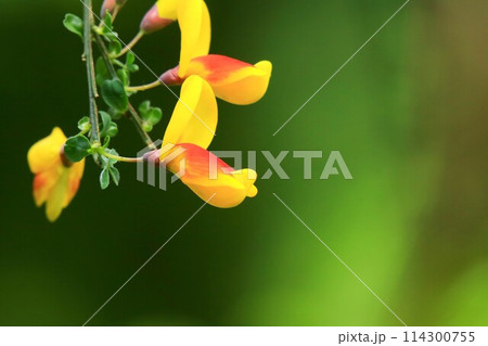 ホオベニエニシダ ホオベニエニシダ 114300755