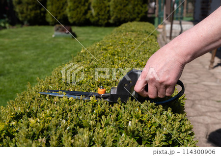 Use garden shears to cut green bushes in the garden on the plot during the day in summer Use garden shears to cut green bushes in the garden on the plot during the day in summer 114300906