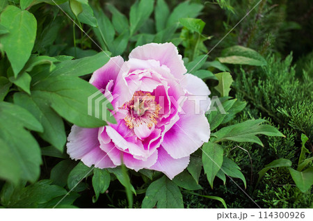 Vibrant Pink Peony Blooming in Lush Garden Vibrant Pink Peony Blooming in Lush Garden 114300926