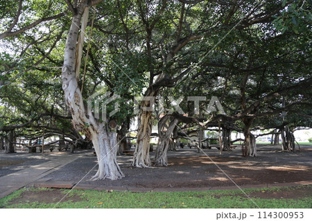 マウイ島　ラハイナのバニヤンツリー 114300953