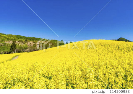 初夏に咲く菜の花 三ノ倉高原の花畑 福島県喜多方市 初夏に咲く菜の花 三ノ倉高原の花畑 福島県喜多方市 114300988