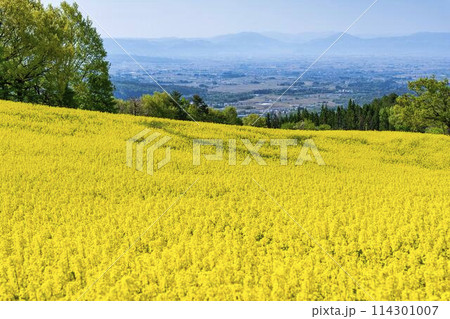 初夏に咲く菜の花 三ノ倉高原の花畑 福島県喜多方市 初夏に咲く菜の花 三ノ倉高原の花畑 福島県喜多方市 114301007
