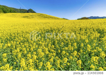 初夏に咲く菜の花　三ノ倉高原の花畑　福島県喜多方市 114301008