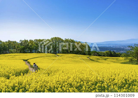 初夏に咲く菜の花 三ノ倉高原の花畑 福島県喜多方市 初夏に咲く菜の花 三ノ倉高原の花畑 福島県喜多方市 114301009