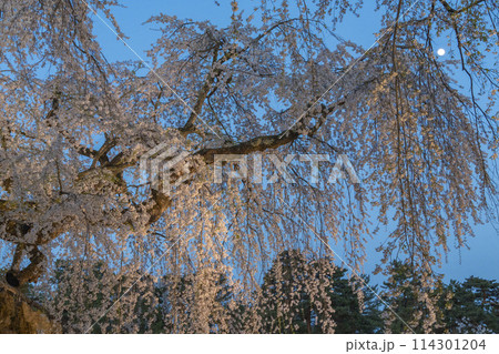 弘前の桜 114301204