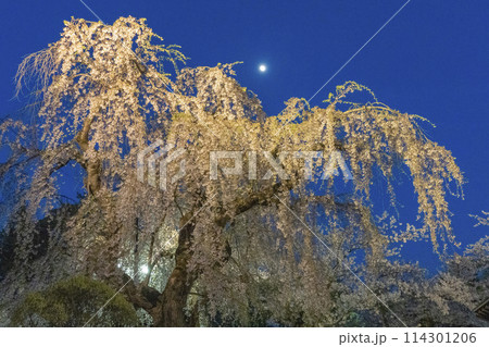 弘前の桜 114301206