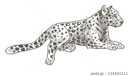 Leopard animal laying, calm cheetah with tail 114301211