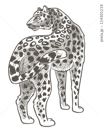Leopard animal with spotted fur, wild mammals Leopard animal with spotted fur, wild mammals 114301219