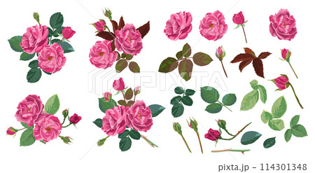 Roses in blossom, flourishing plants with leaves Roses in blossom, flourishing plants with leaves 114301348