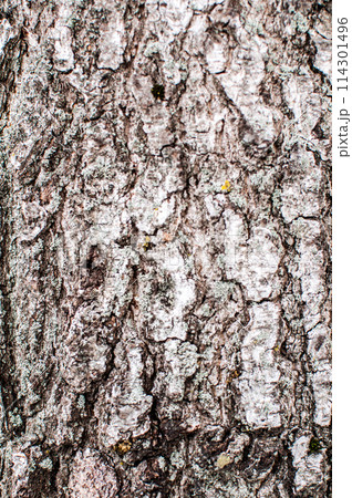 natural white-brown background of wood, birch  bark texture. 114301496