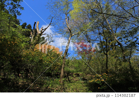 那須塩原　木の俣渓谷の風景 114302187
