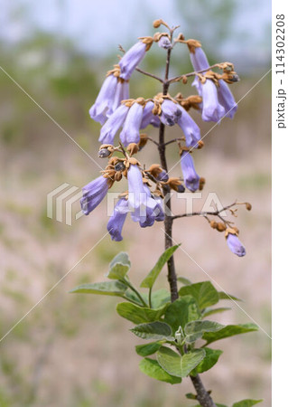 桐の花 114302208