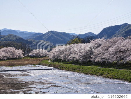 こだま千本桜　埼玉県本庄市 114302663