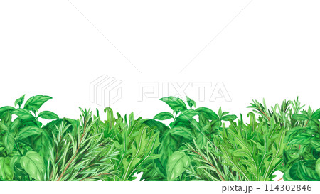 Seamless border with fresh herb, basil, rosemary isolated on white background. Watercolor hand drawn botanic sketch illustration. Art design cooking design, menu, decoration, stylish graphic. 114302846