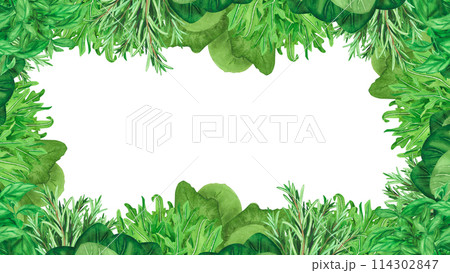 Green aroma leaves Frame with fresh herb, basil, rosemary isolated on white background. Watercolor hand drawn botanic sketch illustration. Art design cooking design, menu, decoration, stylish graphic. Green aroma leaves Frame with fresh herb, basil, rosemary isolated on white background. Watercolor hand drawn botanic sketch illustration. Art design cooking design, menu, decoration, stylish graphic. 114302847