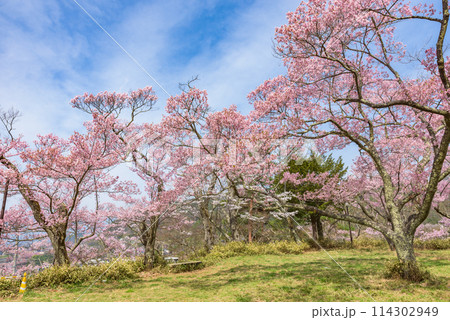 満開の桜　高遠城址公園（長野県伊那市）　日本さくら名所100選 114302949
