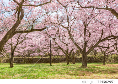 満開の桜　高遠城址公園（長野県伊那市）　日本さくら名所100選 114302951