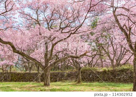 満開の桜　高遠城址公園（長野県伊那市）　日本さくら名所100選 114302952