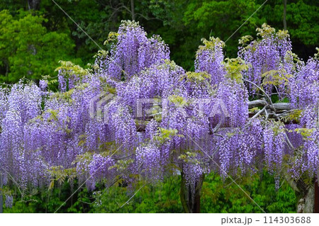 藤の花のある風景 114303688