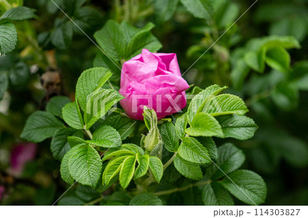 Dad and son in the front seat of a car driving a black car 114303827