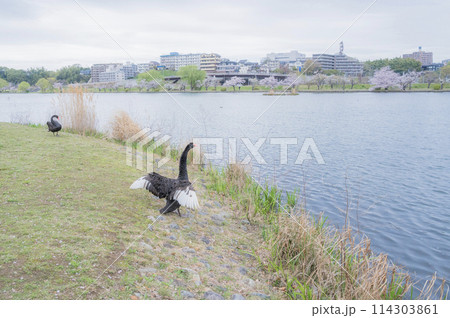 茨城 千波湖の黒鳥 茨城 千波湖の黒鳥 114303861