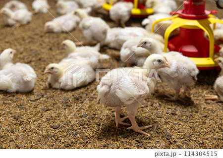 Poultry meat farming ,Chickens in close farm, temperature and light control. Poultry meat farming ,Chickens in close farm, temperature and light control. 114304515