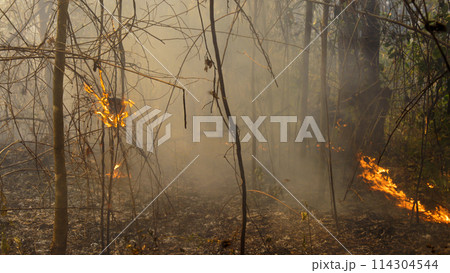 Wildfire burning Insect nest in tropical forest. 114304544