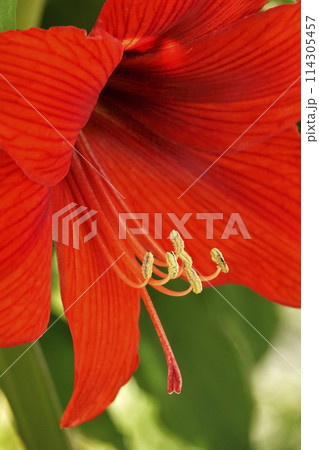 春5月に咲く大輪のアマリリスの赤い花 114305457